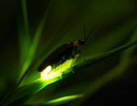 Bug Buddies: Fireflies