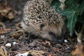 Igel In Not