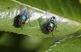 Tierarten Fliegen Deutschlands Natur