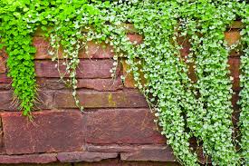 Image result for Stolzia repens