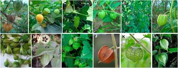 Image result for Physalis lagascae