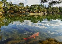 This video will show you about top 5 japanese koi pond garden design. Japanese Koi Fish 1080p 2k 4k 5k Hd Wallpapers Free Download Wallpaper Flare