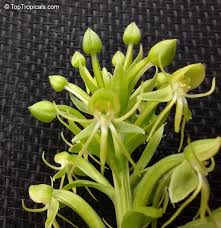 Image result for Habenaria arenaria