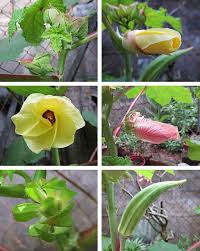 Pin On Plantspiration