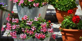 See more ideas about backyard, garden design, outdoor gardens. 7 Inexpensive Backyard Privacy Ideas Budget Dumpster
