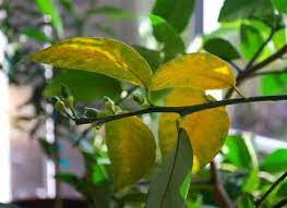 Maybe you would like to learn more about one of these? Eradicating Yellow Leaves On Citrus Plants Jimsmowing Com Au