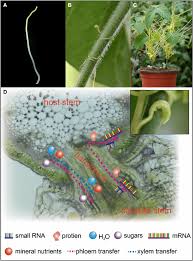 Image result for Cuscuta australis