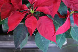 Pascua Roja Christmas Flowers Poinsettia Euphorbia
