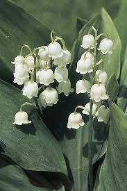 What Your Birth Flower Says About Your Personality In 2020 Birth Month Flowers Birth Flowers Flower Meanings