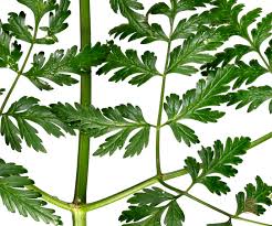 Image result for Conium