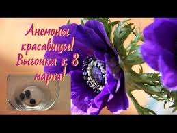какие цветы можно вырастить дома из семян к 8 марта Anemony I Podgotovka K 8 Marta Sazhayu Anemony Na Vygonku Anemone 8th Of March Plants