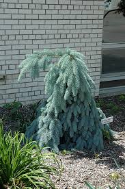 Nc state university and n.c. Slenderina Weeping Blue Spruce Picea Pungens Glauca Slenderina Pendula In Vancouver Victoria Burnaby Penticton Coquitlam British Columbia Bc At Gardenworks