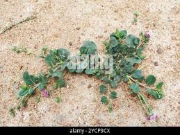 Image result for Corbichonia decumbens