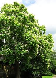 Le Catalpa Un Tres Bel Arbre A Fleurs Arbre Fleuri Arbre Fleurs