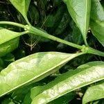 Image result for Colletoecema tortistilum