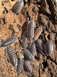 Porcellio Hoffmannseggi Titan Isopods 6 Count Bioactive Feeder Clean Up  Crew LAG | eBay
