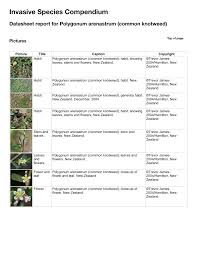 Japanese knotweed is such an issue that it has been known to effect house prices. Pdf Polygonum Arenastrum Common Knotweed