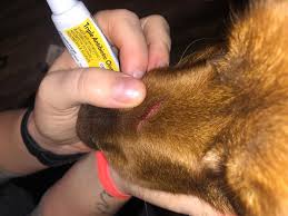 Next, use your sterile saline or warm water to gently clean the wound. I M Unsure If I Need To Bring Her Into The Emergency Vet For Stitches Clean Cut A Little Over An Inch Long Petcoach