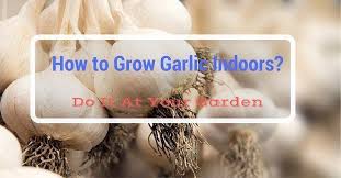 Growing garlic indoors under lights. Do It At Your Garden Easy With 9 Steps How To Grow Garlic Indoors At Home