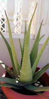 Aloe Vera Richtig Pflegen Damit Du Immer Frisches Gel Hast Aloe Vera Pflanze Pflege Aloe Vera Pflanze Pflanzen
