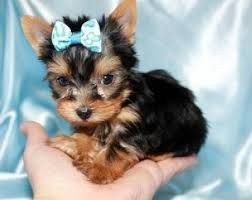 Puppyfinder.com is your source for finding an ideal puppy for sale near tampa, florida, usa area. Free Teacup Yorkie Puppies Contact Miranda Free Teacup Yorkie Puppies Text Me Text 701 289 Teacup Yorkie Puppy Yorkie Puppy Puppies