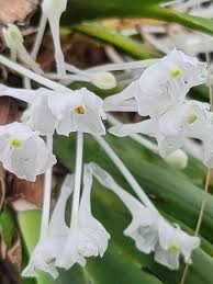 Image result for Podangis dactyloceras