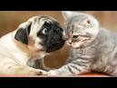 Do Pugs Get Along With Cats? | Pug Tips