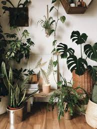 And you'll know when to water it, as the leaves will begin to droop. 60 Plant Stand Design Ideas For Indoor Houseplants Page 16 Of 67 Lovein Home House Plants Decor Plant Decor Houseplants Indoor