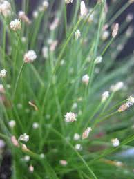 Image result for Isolepis costata