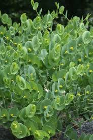 Image result for Baphia speciosa