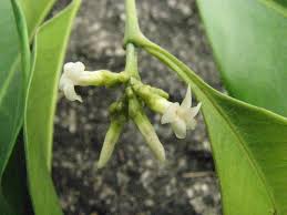 Image result for Hunteria umbellata