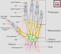 Image result for Normal Anatomic Position of the Hand and Wrist