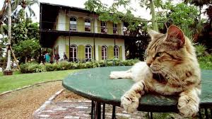 About 50 cats live there. Hemingway Adopted Hundreds Of Six Toed Cats And They Re Still Around