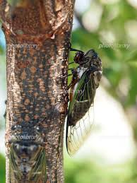 木の樹液を吸うクマゼミ 写真素材 [ 6074227 ] - フォトライブラリー photolibrary