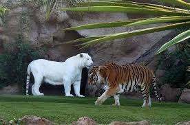 stunning albino bengal tiger vahsi hayvanlar nadide hayvanlar buyuk kediler