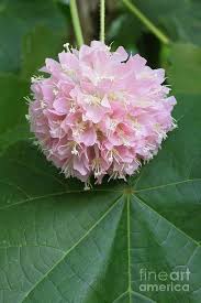 Image result for Dombeya
