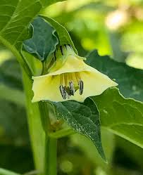 Image result for Physalis angulata