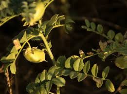 I hope you enjoy this video and walk away with som. Growing Chick Peas How To Grow Garbanzo In Your Garden