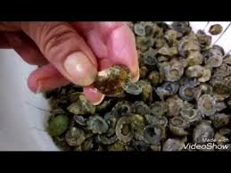 Maybe you would like to learn more about one of these? Come Sgusciare Le Patelle Ricetta Pugliese Facile E Veloce Youtube