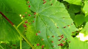 Lime nail galls are caused by a mite. Common Lime The Wildlife Trusts