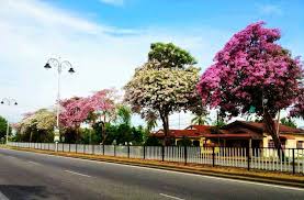 Udara yang dingin dengan suhu yang pas di. 4 Negeri Di Malaysia Alami Musim Bunga Sakura Seperti Di Jepun Rileklah Com