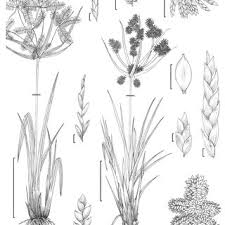 Image result for Cyperus cuspidatus