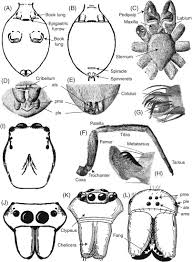 Spiders Sciencedirect