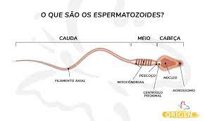 Esperma E Espermatozoide Existe Diferenca