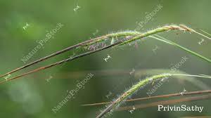 Image result for Heteropogon
