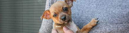 Each week, hundreds of healthy and very adoptable dogs, cats, kittens, and pups are euthanized simply because their time in a shelter has run out. Apply To Adopt