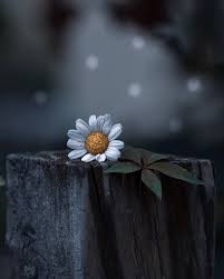  53 English Decor Ideas Kraf Balang Hiasan Pokok