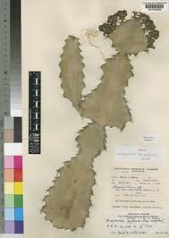 Image result for Euphorbia halipedicola