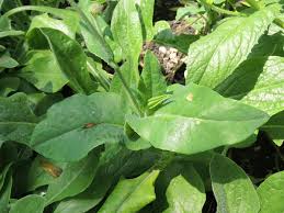 Image result for Emilia coccinea