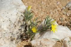 Image result for Eriocephalus luederitzianus